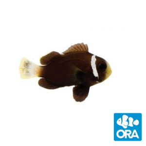 Oceans Garden Aquaculture ORA McCulloch S Clownfish