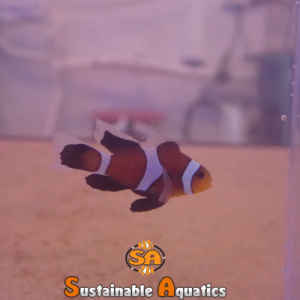 Oceans Garden Aquaculture SA Chocolate Mocha Roundtail Longfin