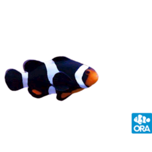 Oceans Garden Aquaculture ORA Photon Clownfish Captive Bred