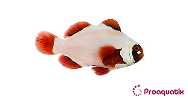 Gold Nugget Maroon Clownfish Captive-Bred - Oceans Garden Aquaculture