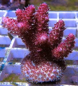 Oceans Garden Aquaculture ORA Red Planet Acropora Coral