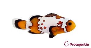 Oceans Garden Aquaculture Proaquatix Bullet Hole Clownfish Captive-Bred