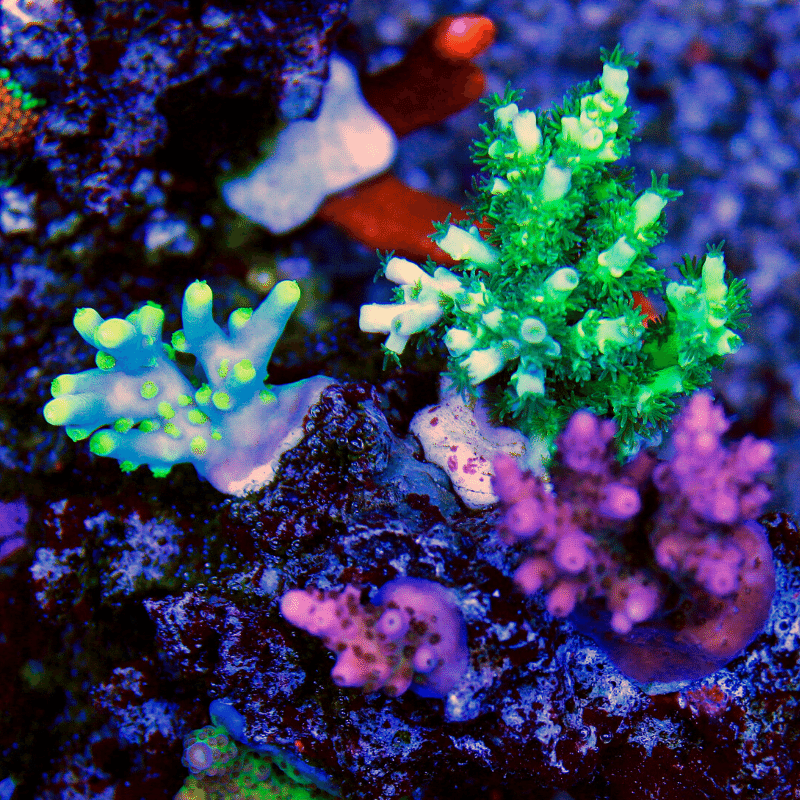 ORA Joe the Coral Acropora - (WYSIWYG)