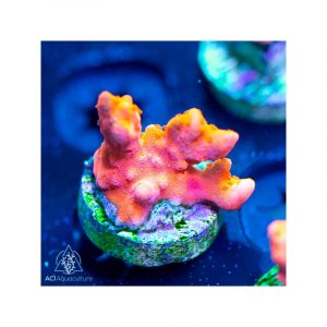 Oceans Garden Aquaculture ACI Orange/Red Setosa Montipora