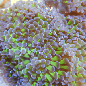 Oceans Garden Aquaculture OGA Hammer Coral Green Purple Tip