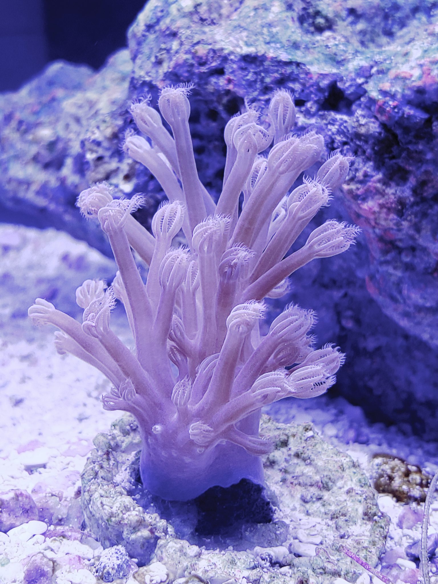 Aquacultured Coral- Purple Cespitularia Coral - Oceans Garden Aquaculture