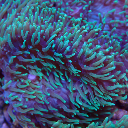 OGA Green Hairy Mushroom Coral - Oceans Garden Aquaculture