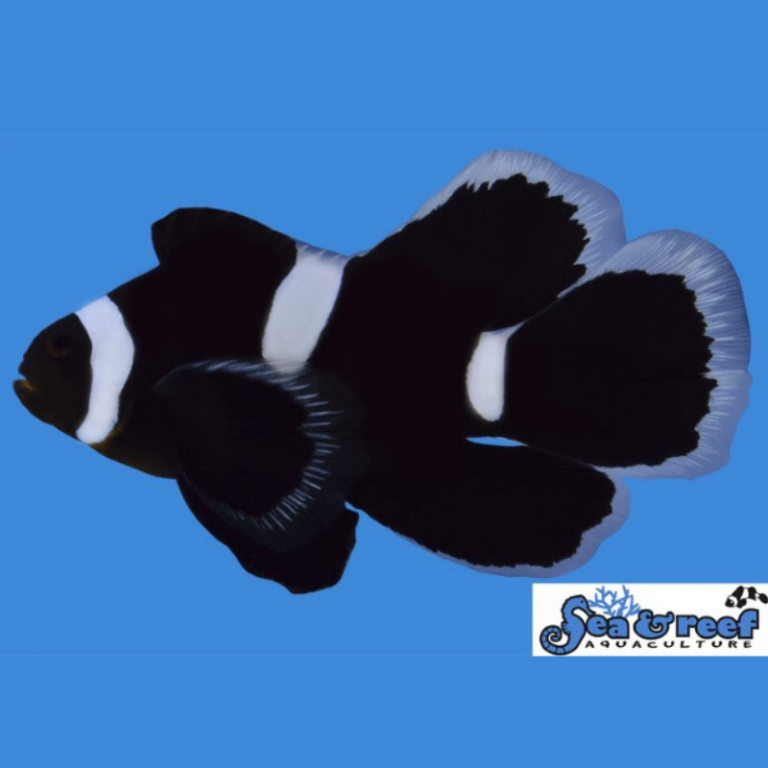 Oceans Garden Aquaculture Sandr Longfin Darwin Misbar Clownfish Captive Bred