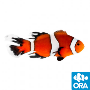 Oceans Garden Aquaculture ORA Threadfin Clownfish - Captive Bred