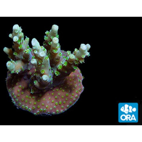 Aquacultured Marshall Island Purple & Green Acro Coral (Acropora sp.) - ORA  