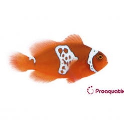 Oceans Garden Aquaculture Proaquatix Lightning Maroon Clownfish