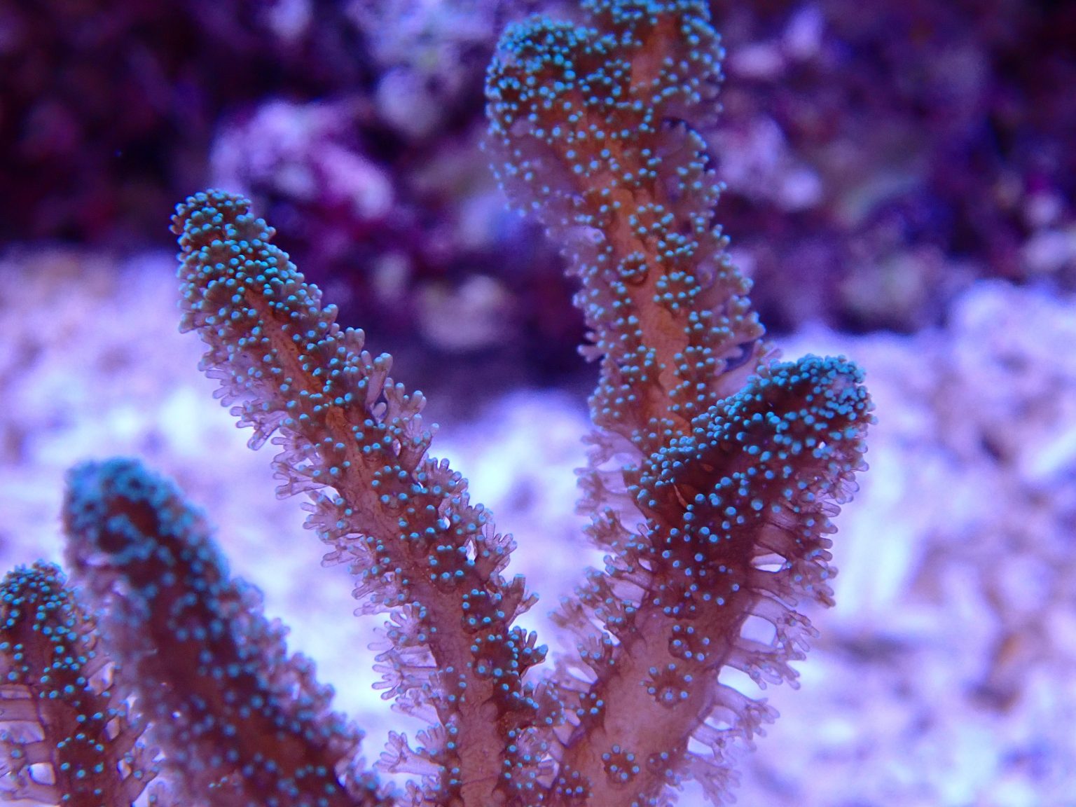 OGA Green Polyp Orange Stem Birdsnest - Oceans Garden Aquaculture