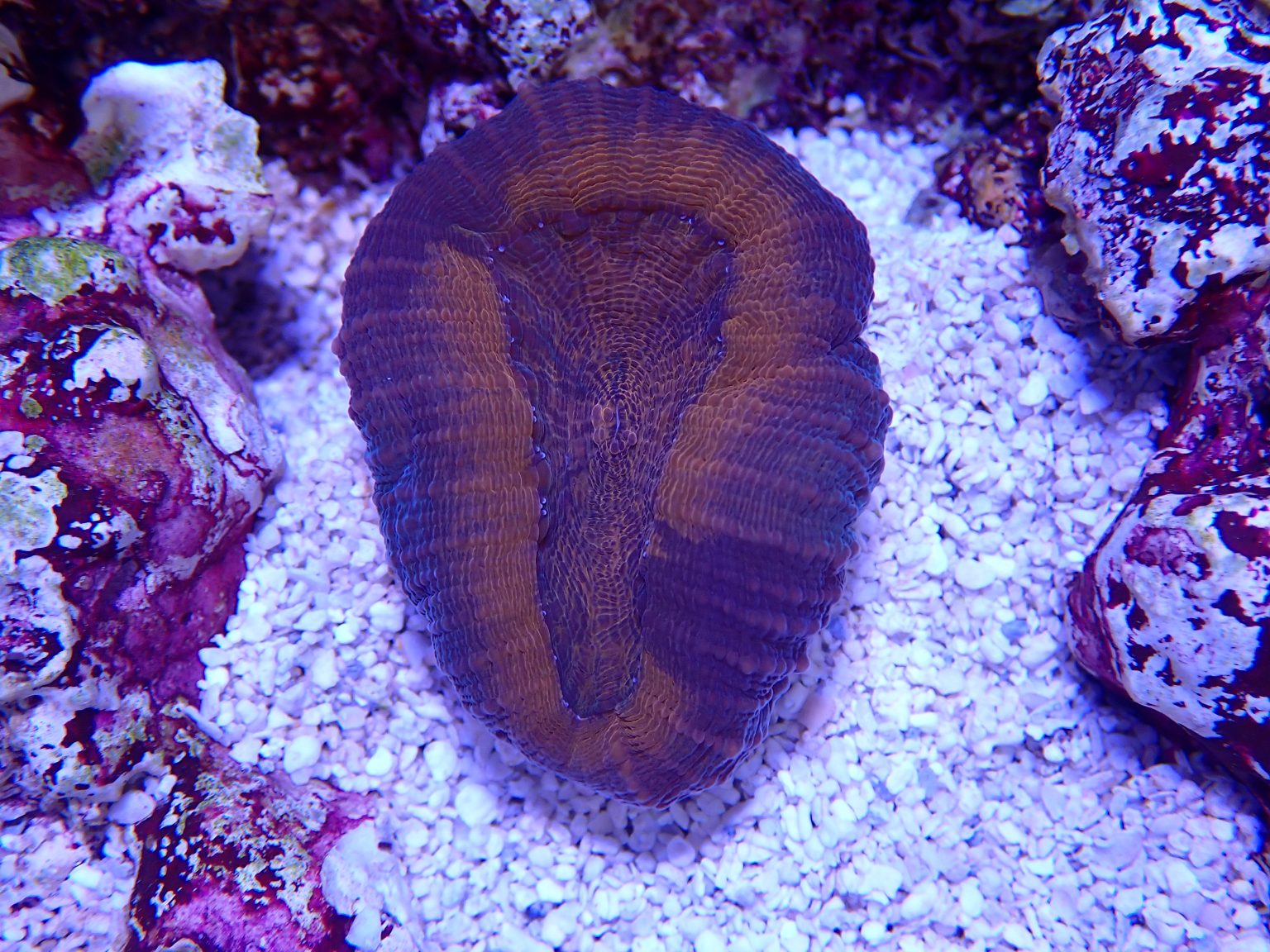 Oceans Garden Aquaculture OGA Dark Matter Lobophyllia