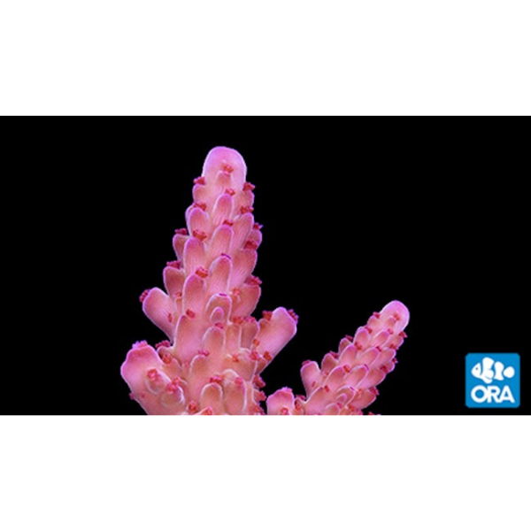 Ora Aquaculture Mimf Pink Blush Willasae Acropora Oceans Garden