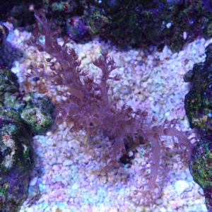 OGA Nepthea Tree Coral - Oceans Garden Aquaculture