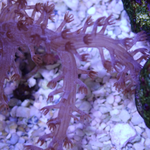 OGA Nepthea Tree Coral - Oceans Garden Aquaculture