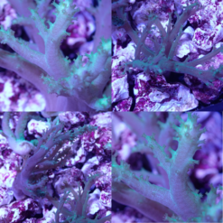 OGA Rasta Nepthea Tree Coral - Oceans Garden Aquaculture