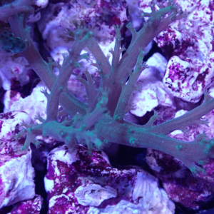 OGA Rasta Nepthea Tree Coral - Oceans Garden Aquaculture